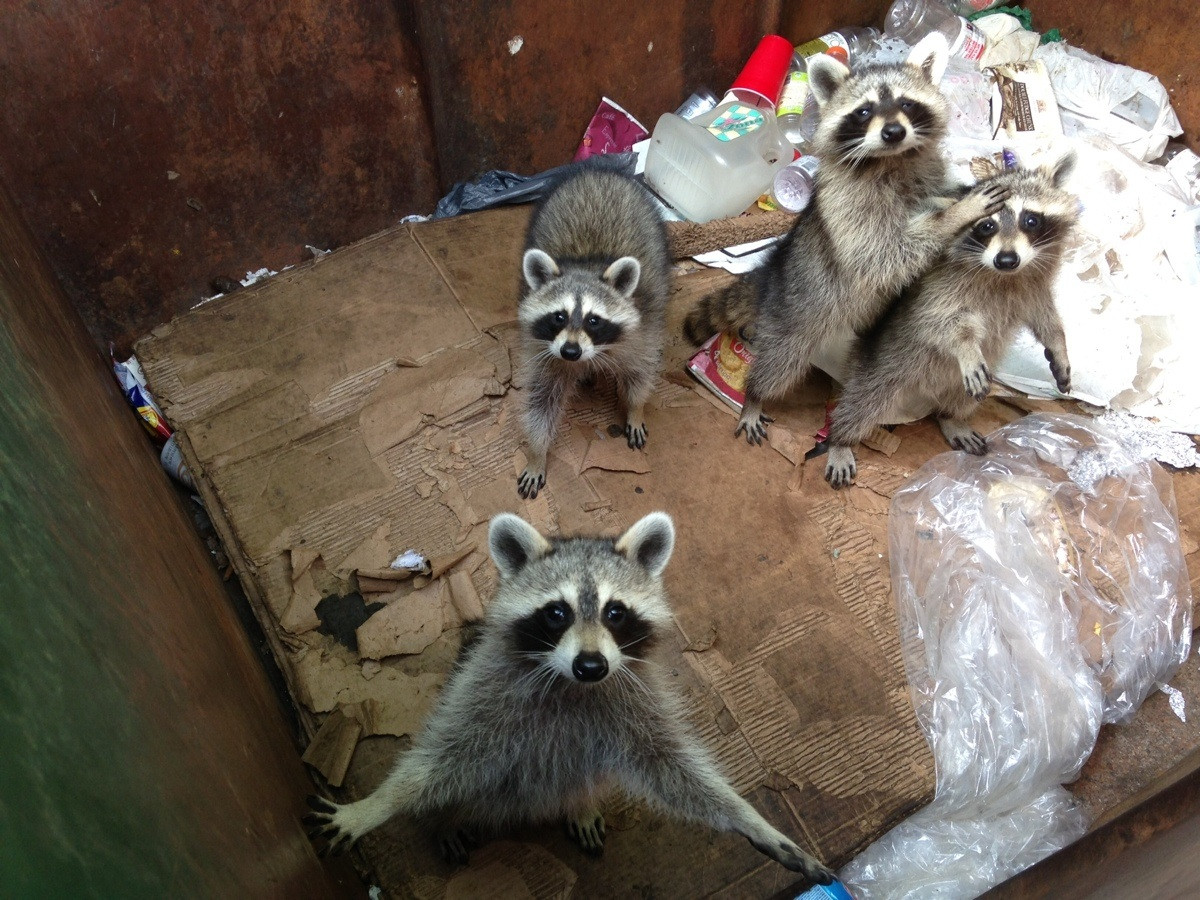 racoons